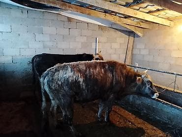 сколько стоит сиамские кошки: Продаю | Бык (самец) | На откорм | Привязанные — 5