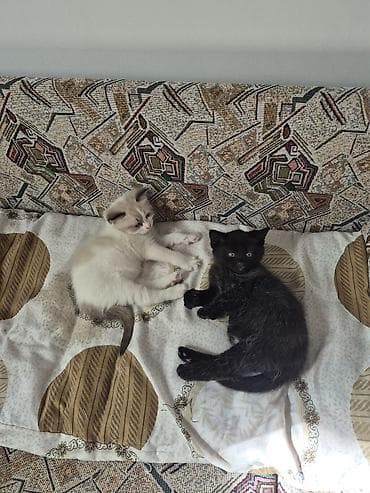 black cat: Очаровательные котята домашнего разведения - Помёт от кошки с окрасом — 2