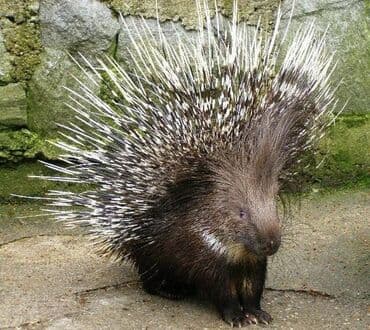 Дикобраз (вероятно, азиатский/индийский гребнеобразный) - Крупный
