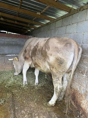 летучая мышь в кыргызстане: Продаю | Корова (самка) | Для разведения, Для молока | Привязанные — 5