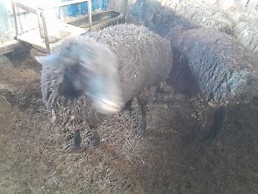 Продаю | Овца (самка) | Для разведения at lalafo.kg Продаю | Овца (самка) | Для разведения