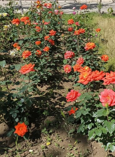 продажа домов пишпек: Дом, 1441 м², 8 комнат, Собственник — 1