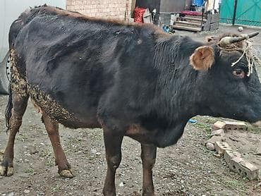 клевер белый: Продаю | Корова (самка) — 6