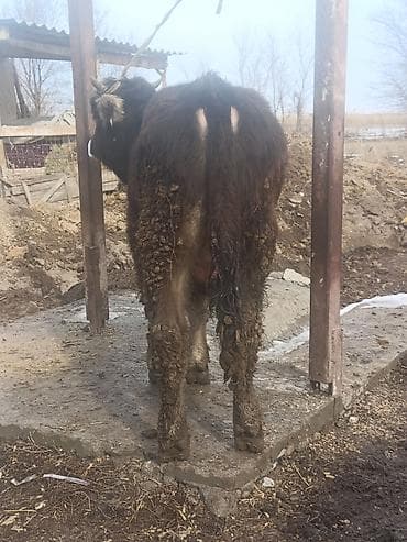 Собаки: Продаю | Бык (самец) | На откорм — 9