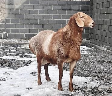 стригальная машинка овец: Продаю | Овца (самка), Ягненок, Баран (самец) | Гиссарская, Арашан | Для разведения | Племенные — 3