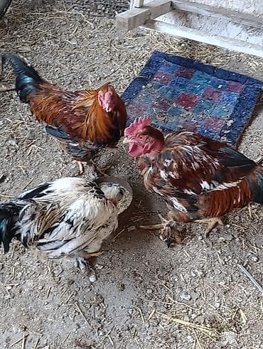 Другие животные: Продаю петушков 1 большой за 1500 сом те 3 молодые петушки по 1000 сом — 4