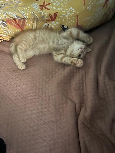 scottish fold: 5 месяцев, Мальчик, Рыжий, Приучена к лотку — 1