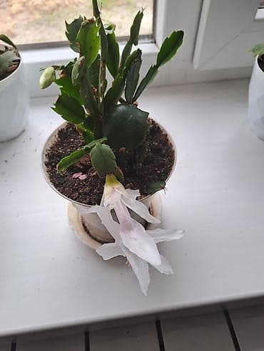 Комнатные растения: Декабрист (Schlumbergera) в горшке — комнатный цветок с зимним — 4
