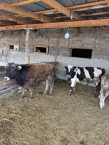 жалал абад кошка: Сатам | Музоо | Аргын | Көбөйтүү үчүн — 5