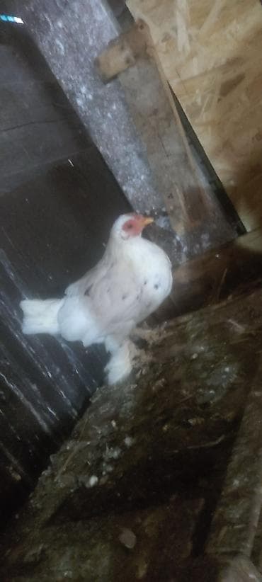 сетка для курятника: Продаю | Куры, Петух — 5