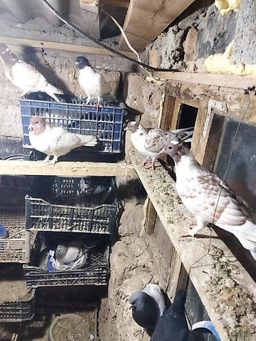 продаю кролов: Продаю голубей,головастики,пакистанцы,такла,или меняю на корм — 8