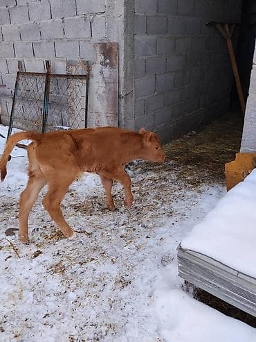 монгол ат: Продаю | Тёлка, Музоо, торпок | Для разведения, Для молока | Искусственник — 9