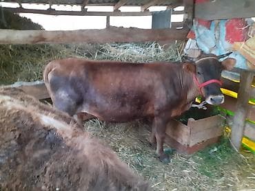 Продам с/х животных: Продаю | Корова (самка) | Алатауская | Для молока | Стельные — 4