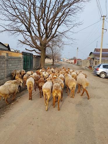 бараны рамановские: Продаю | Овца (самка) | Полукровка | Для разведения — 4