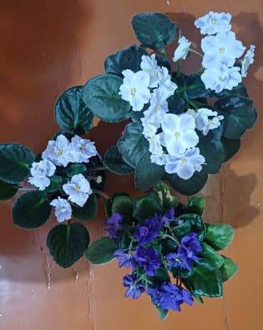 Диффенбахии: Продаю фиалки. Три вида за 1000 сомов. цветут. не тепличные — 2