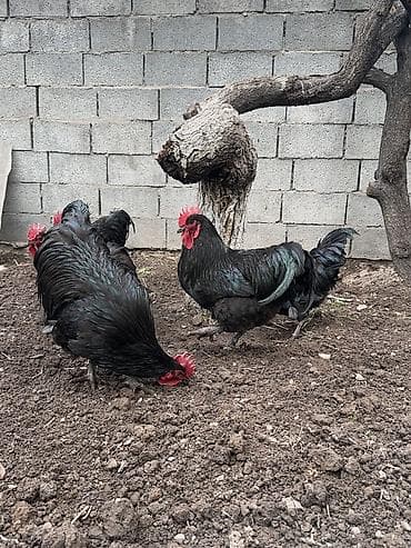 зерно очистить: Продаю | Петух | Для разведения — 6