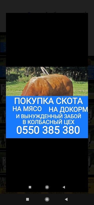Куплю | Коровы, быки, Лошади, кони, Другие с/х животные | Круглосуточно, Любое состояние, Забитый at lalafo.kg Куплю | Коровы, быки, Лошади, кони, Другие с/х животные | Круглосуточно, Любое состояние, Забитый