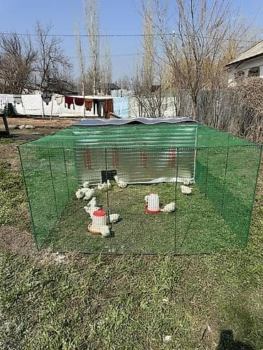 куры с цыплятами: Переносной вольер для домашней птицы - Назначение: выгуливание и — 1