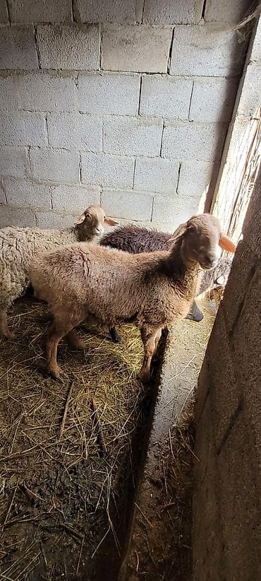 стрижка для овец: Продаю | Ягненок | Для разведения — 3