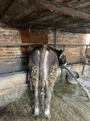 цены породистых собак: Продаю | Бык (самец) | Швицкая | На откорм, На забой, Для разведения — 3