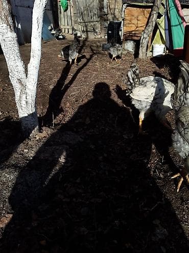 цены на собак: Продаю | Петух | Для разведения — 6