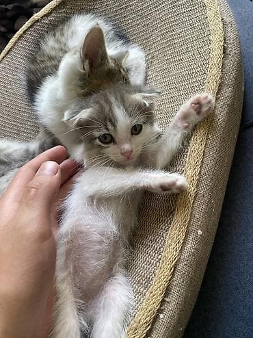 Мышыктар сатылат: Котята, домашние, ручные. Описание: - Возраст –2 месяца. - Окрас — 5