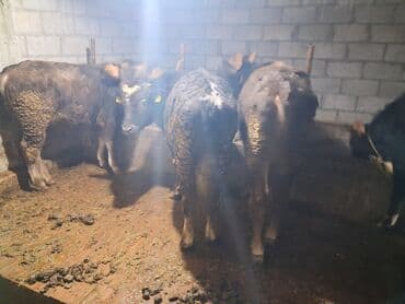 тук сатылат: Сатам | Бука (эркек) | Бордоп семиртүү үчүн | Байланган — 5