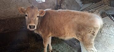 Продаю | Тёлка | На откорм | Привязанные