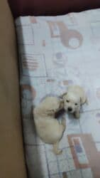 кавказская собака: Лабрадор-ретривер, 1 айлык, Ургаачы — 9