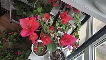 бегония: Бугенвиллея (Bougainvillea) в горшке, несколько сортов. Описание: - — 4
