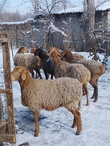 симпарика бишкек: Сатам | Козу | Арашан | Көбөйтүү үчүн | Ургаачы, Токту — 2