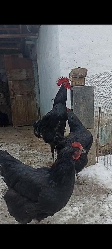 кыргыз довот ит: Сатам | Короздор | Көбөйтүү үчүн — 8