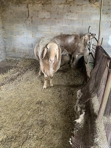 беде прес тук: Продаю | Баран (самец) | Арашан | Для разведения | Племенные, Осеменитель — 3