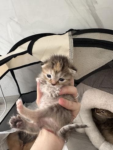 кара балта кошки: 11 месяцев, Девочка, Приучена к лотку, Проглистована — 2