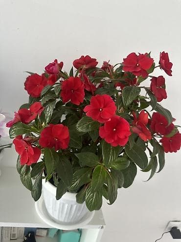сделаю: Комнатное растение — бальзамин (Impatiens, «Ванька мокрый») в горшке — 1