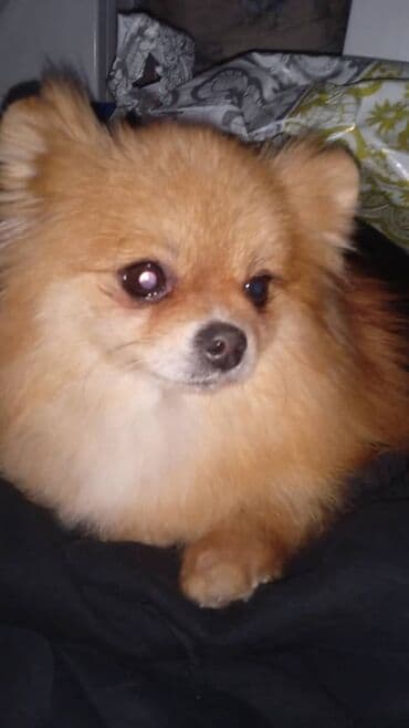 вольеры для собак бу: Шпиц, 3 года, Самка, С прививкой — 1