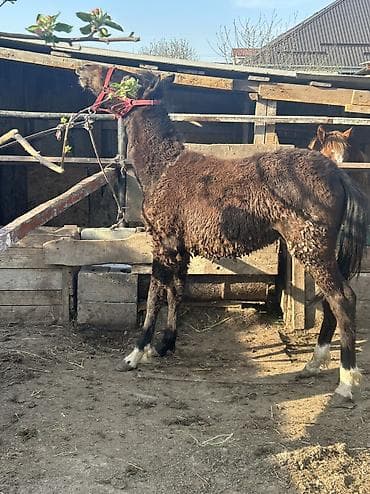 куплю тай: Продаю | Кобыла (самка) | На забой, Для разведения — 2