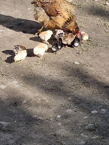 гуси линда: Продаю | Цыплята | Домашняя | Для разведения — 3