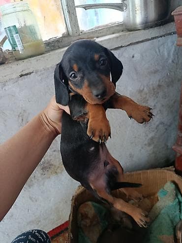 порода такса: Щенки таксы, гладкошерстные, стандарт/мини - Окрас: шоколад с — 3