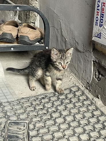 Вязка кошек: Котята - мама крысалов, очень игривые, очень шустрые — 3