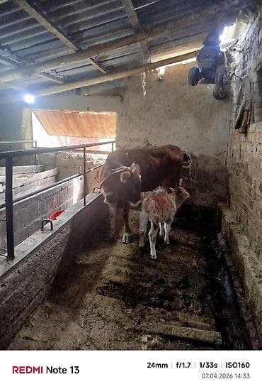 кой сатам: Сатам | Уй (ургаачы) | Сүт алуу үчүн — 7