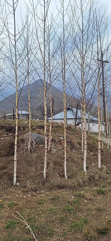 продам мясо: Саженцы — 3