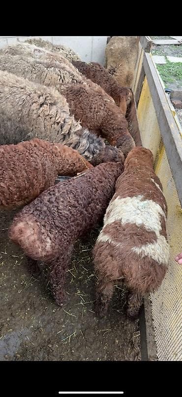 ягнята арашан: Продаю | Овца (самка), Ягненок | Арашан, Гиссарская | Для разведения | Матка, Ярка — 7