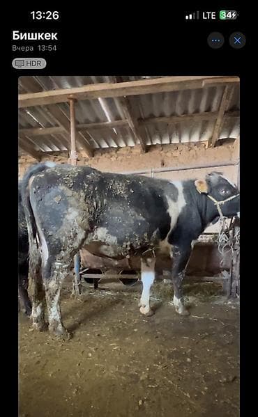 тай самка: Продаю | Бык (самец) | Полукровка | На откорм — 1