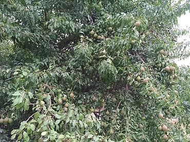 продаю с: Продаётся дачный участок/садовый надел с насаждениями. Основные — 3