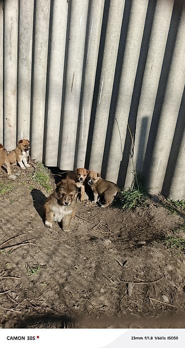 Башка жаныбарлар: Щенки метисы - Описание: малыши небольшого роста, короткошёрстные — 4