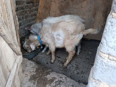 эчки бишкек: Сатам | Теке (эркек) — 7