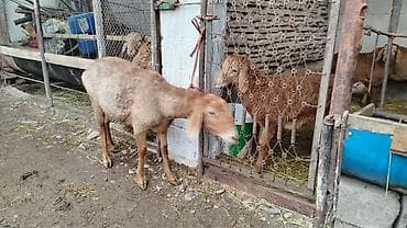 дорпер кой: Продаю | Овца (самка) | Для разведения | Матка — 1