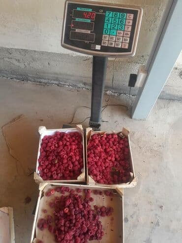 работа официанта без опыта: Требуется Сборщик урожая, Оплата Ежедневно — 1