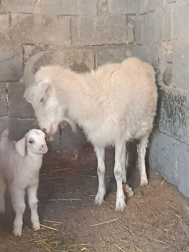 силосный комбайн: Продаю | Коза (самка) | Для разведения — 3